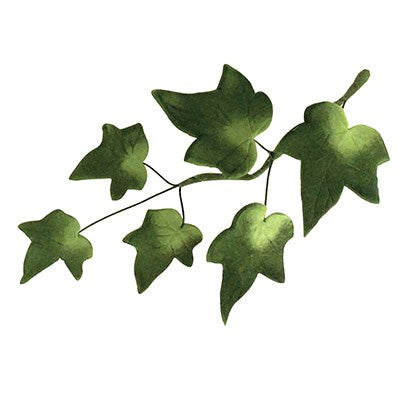 Realistic sugar ivy leaves created using JEM small ivy cutters.