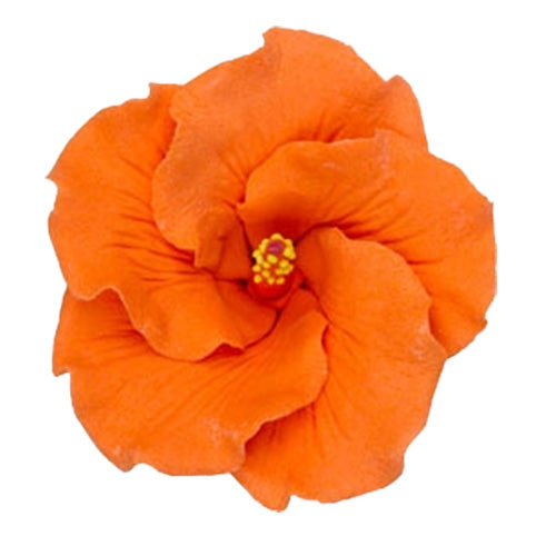 Orange hibiscus flower with layered petals and yellow-tipped stamen, isolated on a white background.