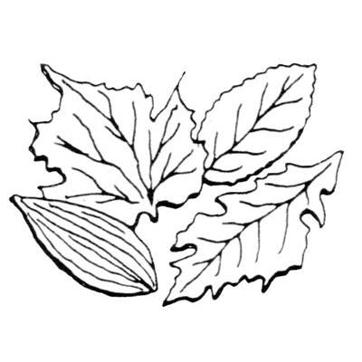 Leaf Veiner Set A