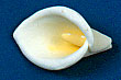 Calla Lily Flower 2" 6/pkg