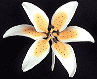 Orange Stargazer Lily Gum Paste Flower 2.75" - 4 Pack