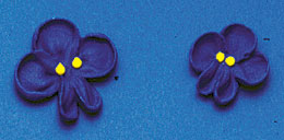 Small Royal Icing Violets