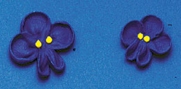 Medium Royal Icing Violets