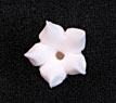 Bouvardia Flower Small - White 15/pkg