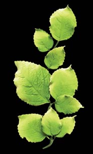 Rose Leaves Gum Paste Decorations - 2 Pack