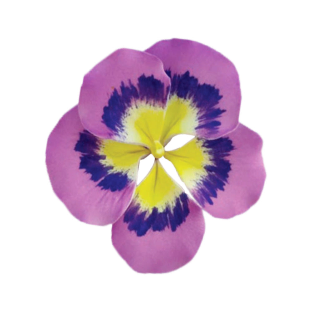 Gum paste pansy flower with lavender-purple petals, dark violet markings, and a bright yellow center, shown on a white background.