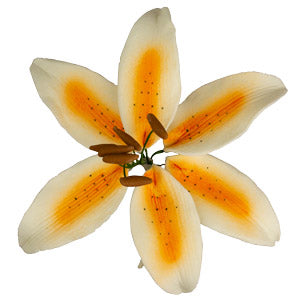 Realistic orange gumpaste flowers with intricate petal details, perfect for elegant cake designs.