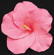 Pink gum paste hibiscus flower on a black background.