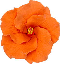 Orange gum paste hibiscus flower on a white background.