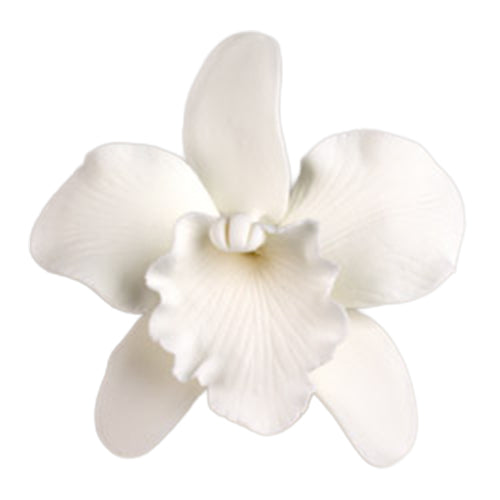 Realistic white gum paste Cattleya orchid flower with veined petals and wired base for cake decorating.