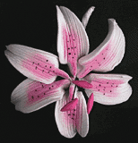 Stargazer Lily Mini - Pink 2 3/4" 4/pkg