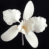 Cattleya Single Small White 3 1/8" 3/pkg