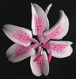 Mini pink stargazer lily gum paste flower with white and pink petals and black speckles, used for cake decorating, 2 3/4 inches wide